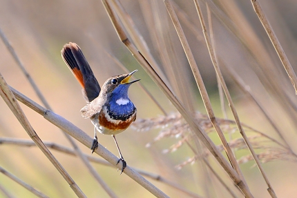 blauwborstje (Luscinia svecica) 3-2021 6536